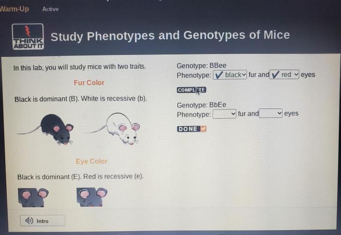 Genotype: bbee phenotype: fur and eyes