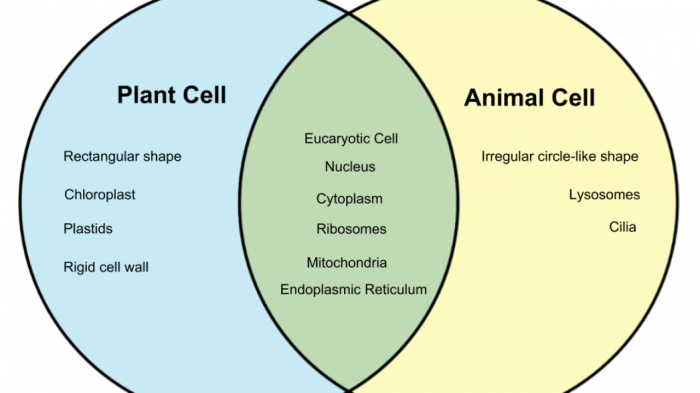 Plant vs animal cells venn diagram