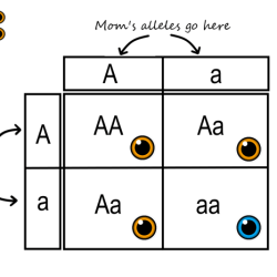 Genotype: bbee phenotype: fur and eyes