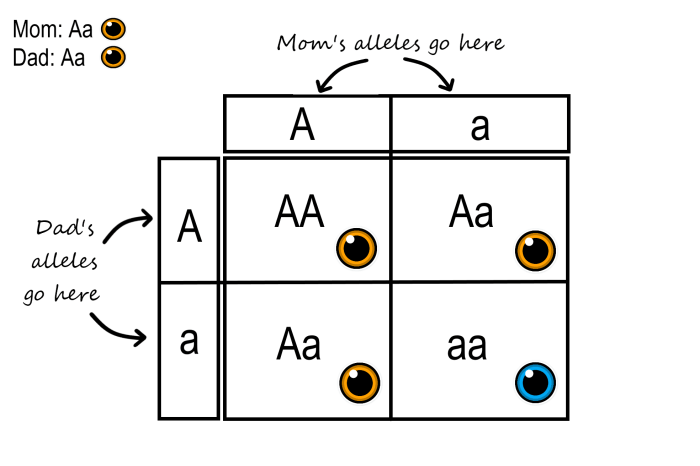 Genotype: bbee phenotype: fur and eyes