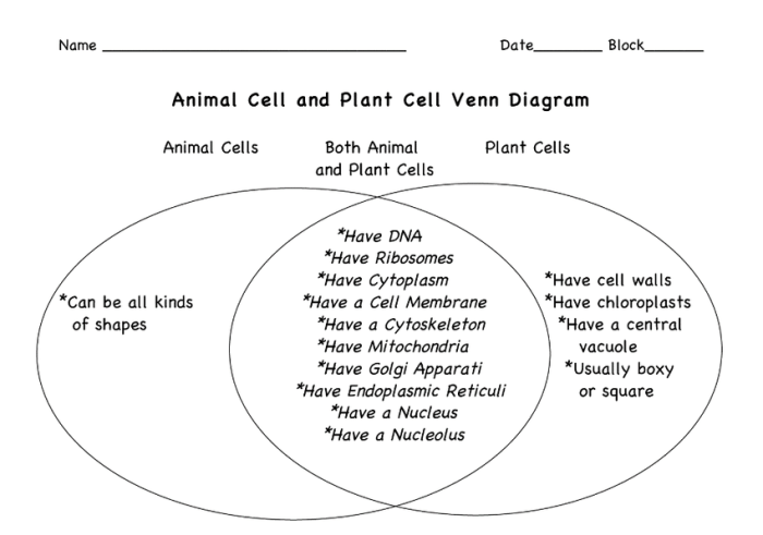 Plant vs animal cells venn diagram