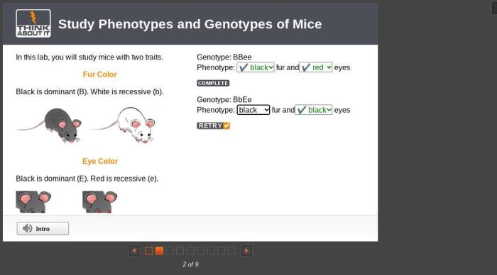 Punnett squares biology punnet dominance phenotypes genetics trihybrid monohybrid aabbcc chemistry genes ratios