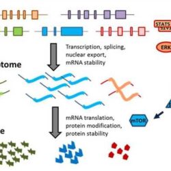 Gene expression - translation pogil