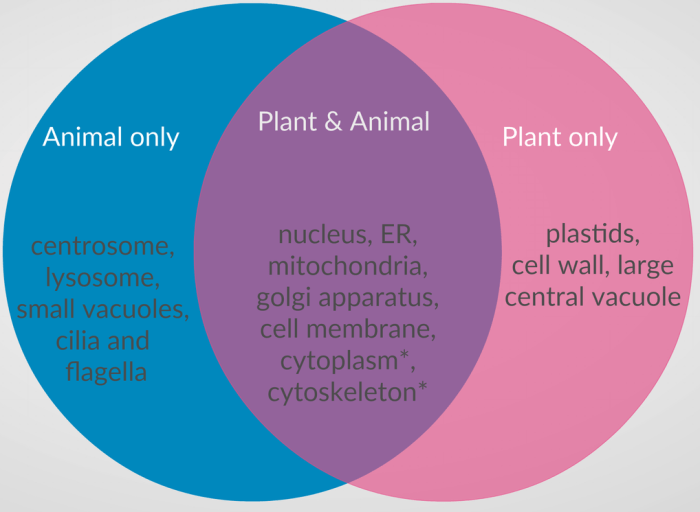 Venn markcritz