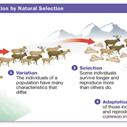 Amplify natural selection 4.4 answer key