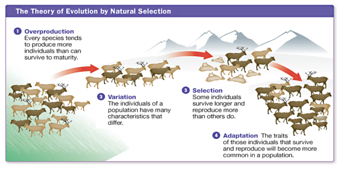 Amplify natural selection 4.4 answer key