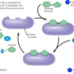 Enzyme enzymes key catalysis chemistry induced fit lock model chemical function reaction diagram substrate general labeled active site structure which