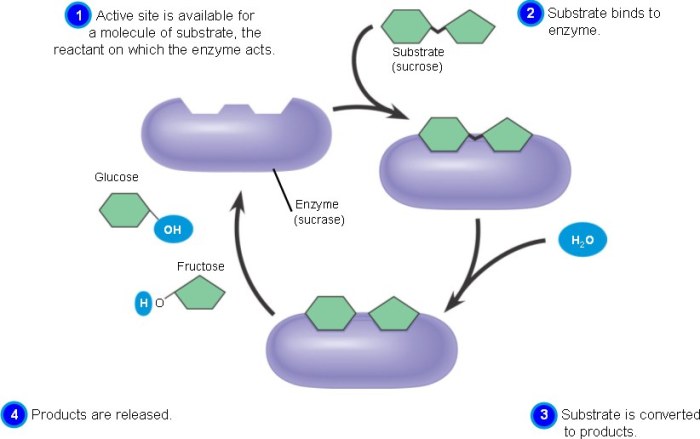 Enzyme enzymes key catalysis chemistry induced fit lock model chemical function reaction diagram substrate general labeled active site structure which