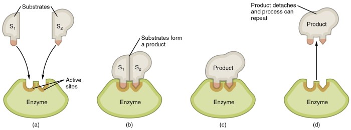 Match each description with the appropriate step in enzyme catalysis