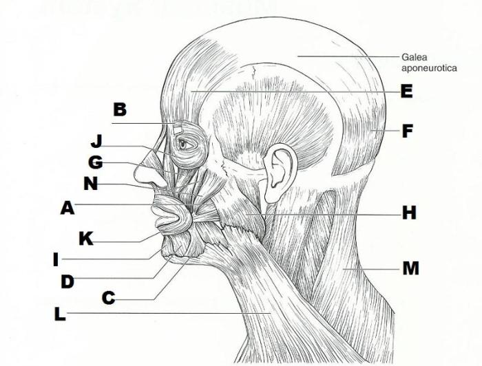 Review sheet gross anatomy of the muscular system