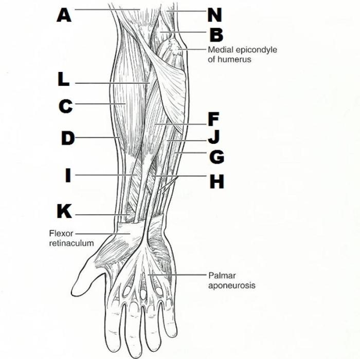 Review sheet gross anatomy of the muscular system