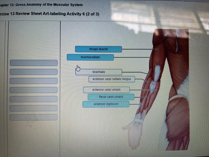 Review sheet gross anatomy of the muscular system