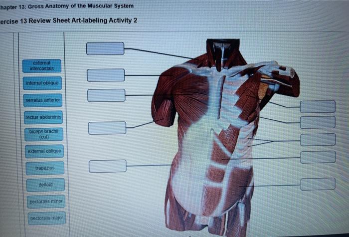 Review sheet gross anatomy of the muscular system