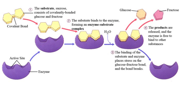 Match each description with the appropriate step in enzyme catalysis